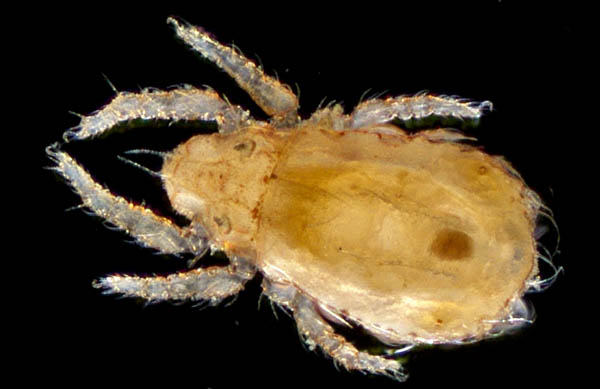 ヒラタオニダニ（Platynothrus peltifer）