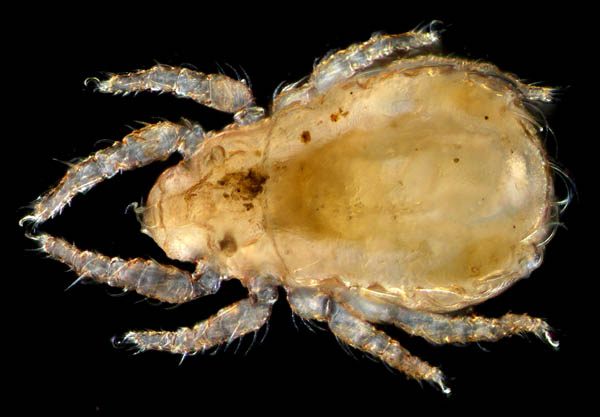 ヒラタオニダニ（Platynothrus peltifer）