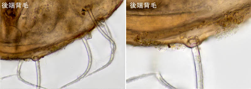 ヒラタオニダニ（Platynothrus peltifer）