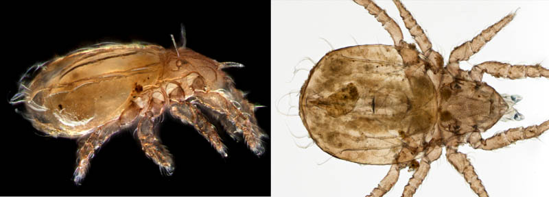 ヒラタオニダニ（Platynothrus peltifer）