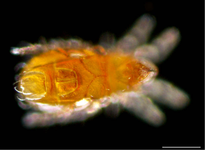 ヒメハラミゾダニ（Epilohmannia minuta）