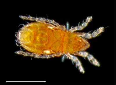 ヒメハラミゾダニ（Epilohmannia minuta）