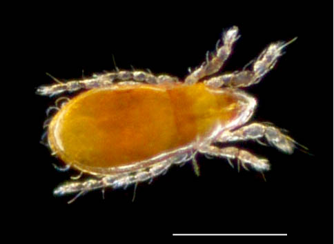 ヒメハラミゾダニ（Epilohmannia minuta）