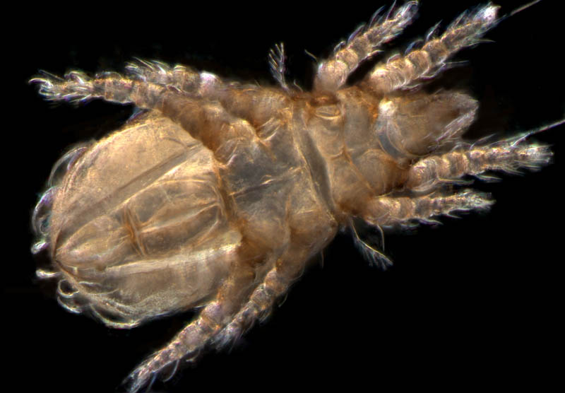 ナガヒワダニ属の1種 （Eohypochthonius sp.）