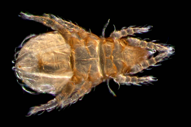 ナガヒワダニ属の1種 （Eohypochthonius sp.）