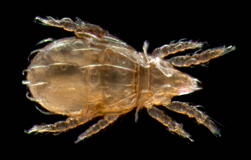 ナガヒワダニ属の1種 （Eohypochthonius sp.）