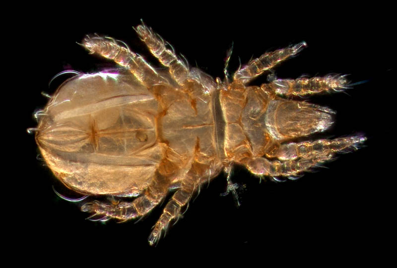 ナガヒワダニ属の1種 （Eohypochthonius sp.）