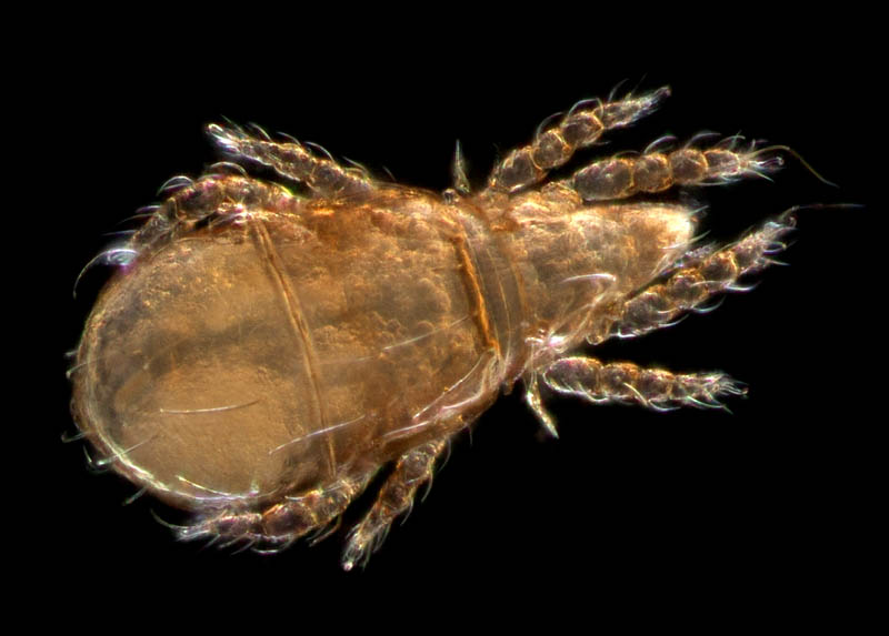 ナガヒワダニ属の1種 （Eohypochthonius sp.）