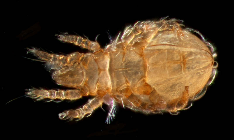 ナガヒワダニ属の1種 （Eohypochthonius sp.）