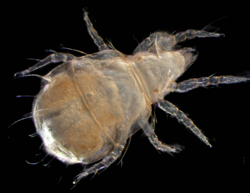 ヒワダニ属の1種 （Hypochthonius sp.）