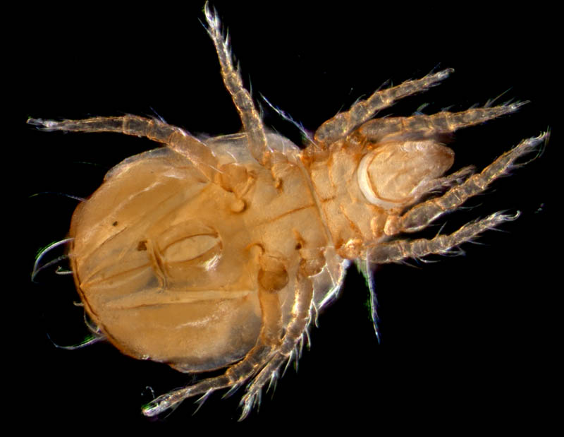 ヒワダニ属の1種 （Hypochthonius sp.）