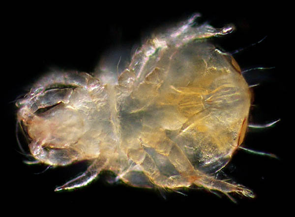 ヒワダニ属の1種 （Hypochthonius sp.）