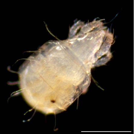 ヒワダニ属の1種 （Hypochthonius sp.）