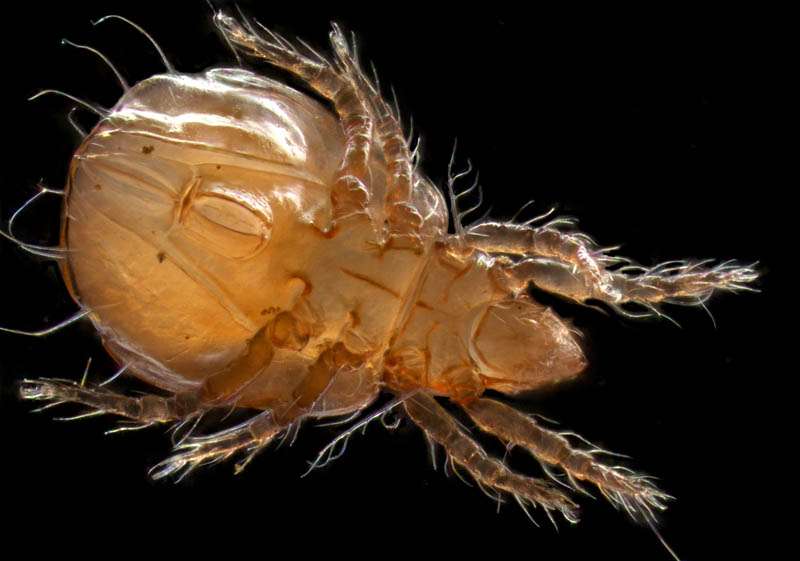 ヒワダニ属の1種 （Hypochthonius sp.）