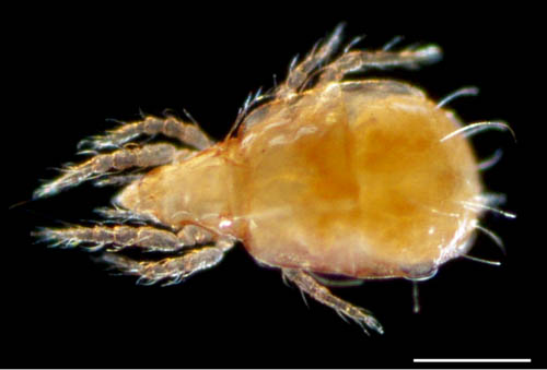 ヒワダニ属の1種 （Hypochthonius sp.）