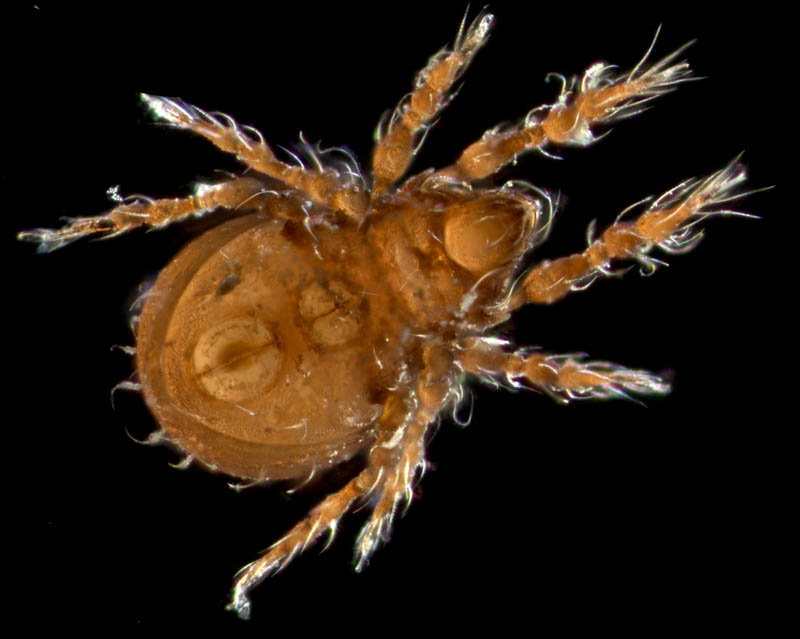 イチモンジダニ科(Eremulus)の1種
