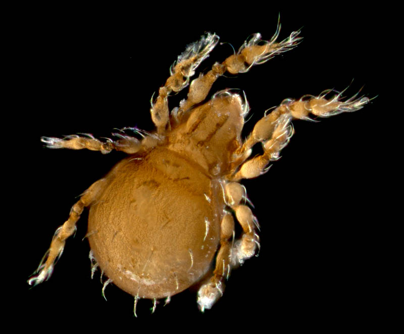 イチモンジダニ科(Eremulus)の1種