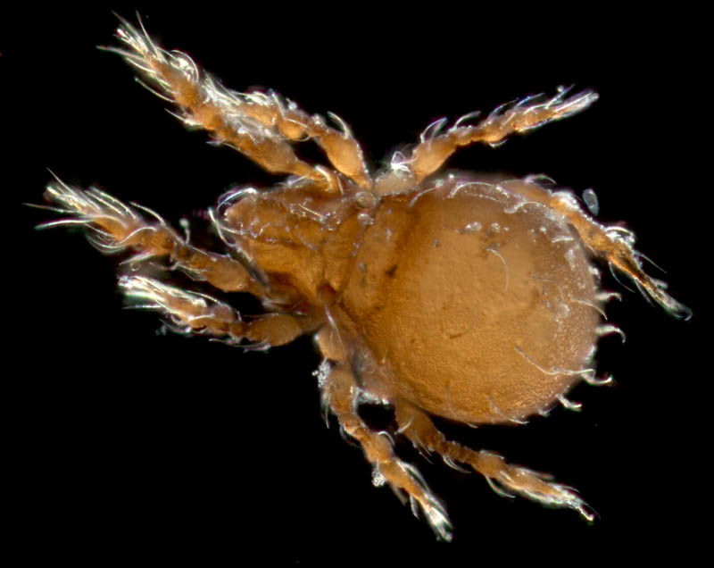 イチモンジダニ科(Eremulus)の1種