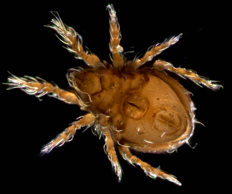 イチモンジダニ科(Eremulus)の1種