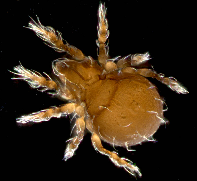 イチモンジダニ科(Eremulus)の1種