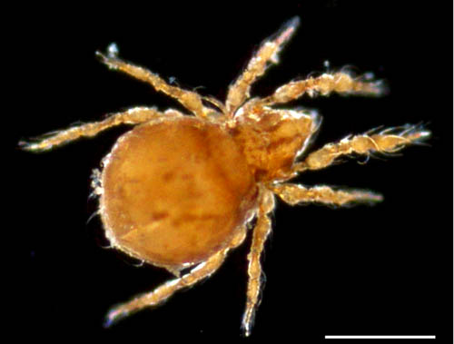イチモンジダニ科(Eremulus)の1種