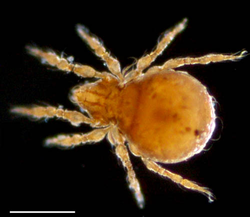 イチモンジダニ科(Eremulus)の1種