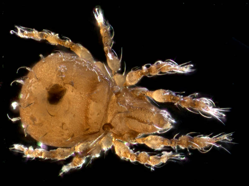 イチモンジダニ科(Eremulus)の1種