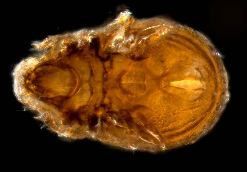 クワガタダニ科(Tectocepheidae)の1種