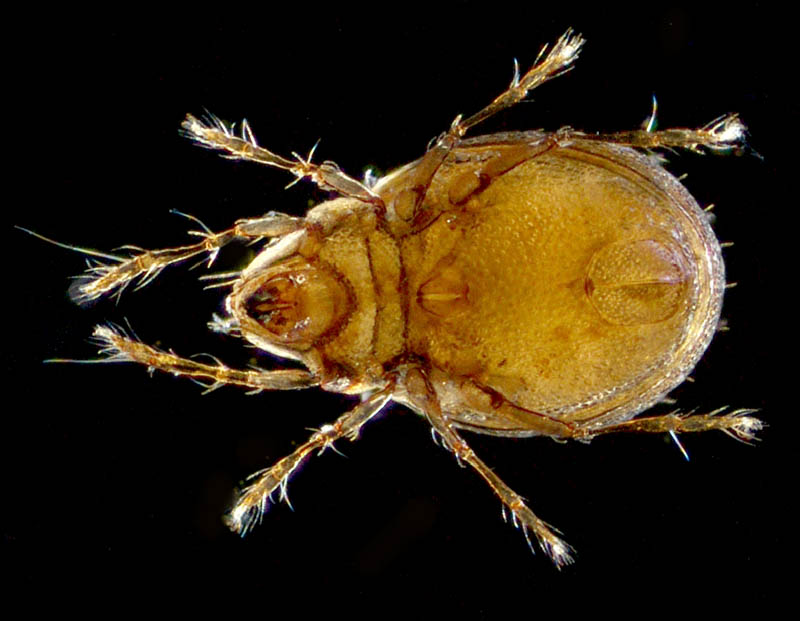 ザラタマゴダニ科(Xenillidae)の1種