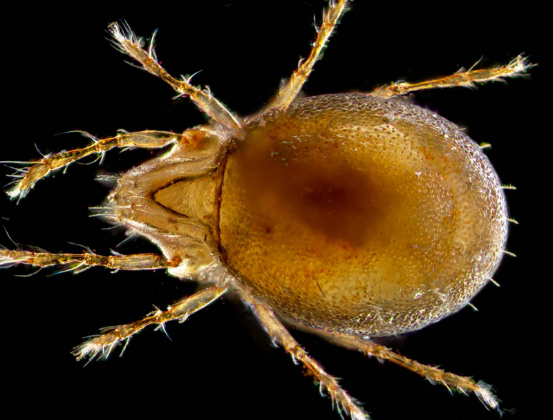 ザラタマゴダニ科(Xenillidae)の1種