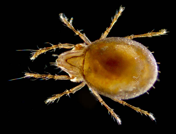 ザラタマゴダニ科(Xenillidae)の1種