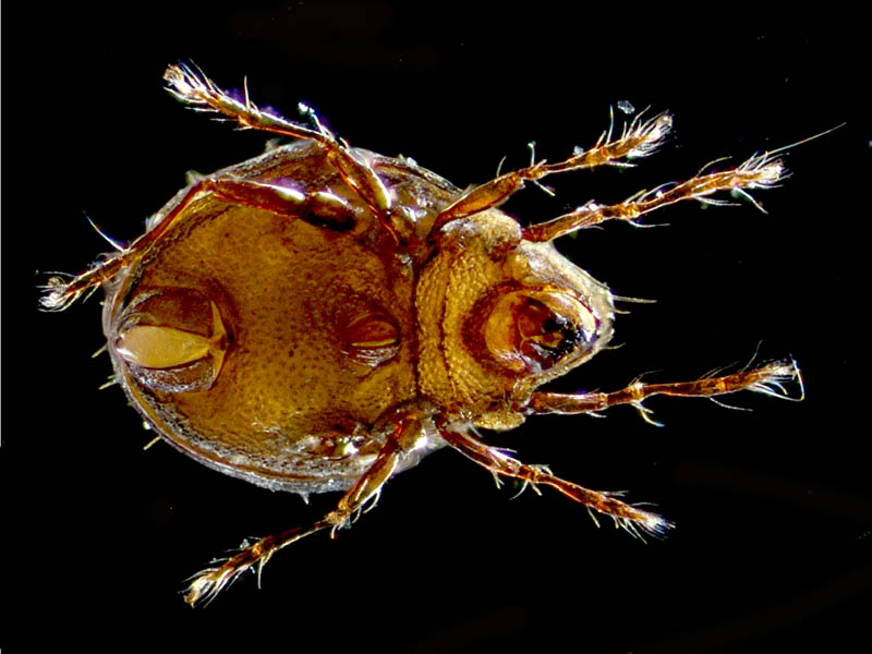 ザラタマゴダニ科(Xenillidae)の1種