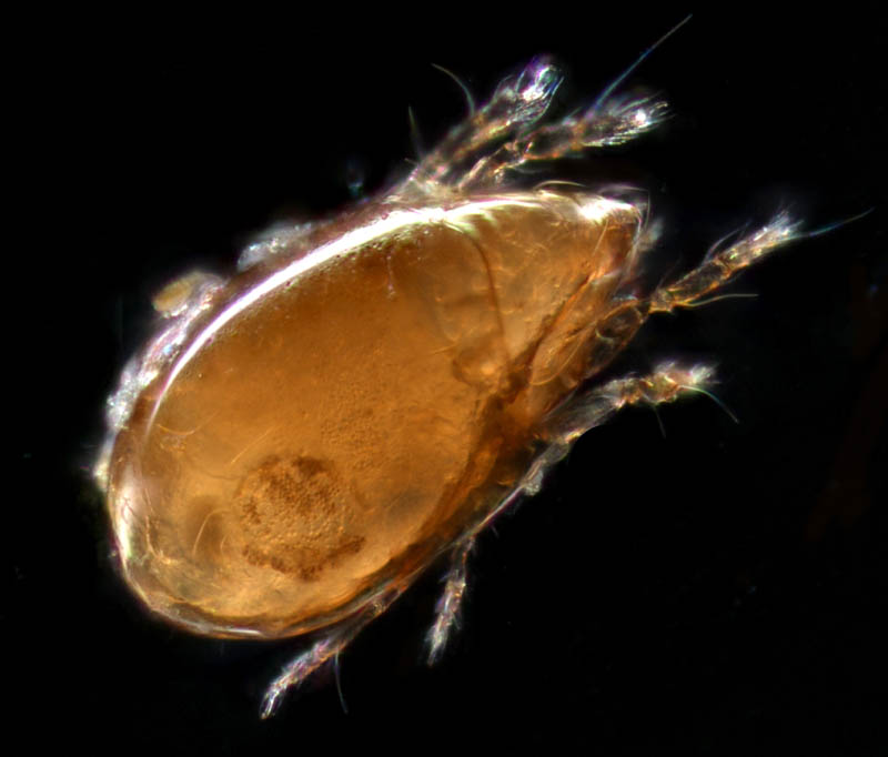 タイラナガコソデダニ（Protoribates taira）