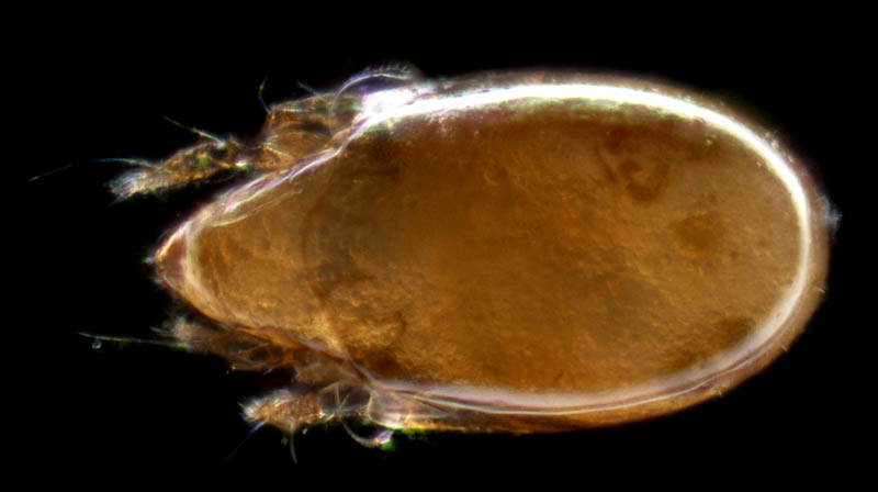 タイラナガコソデダニ（Protoribates taira）