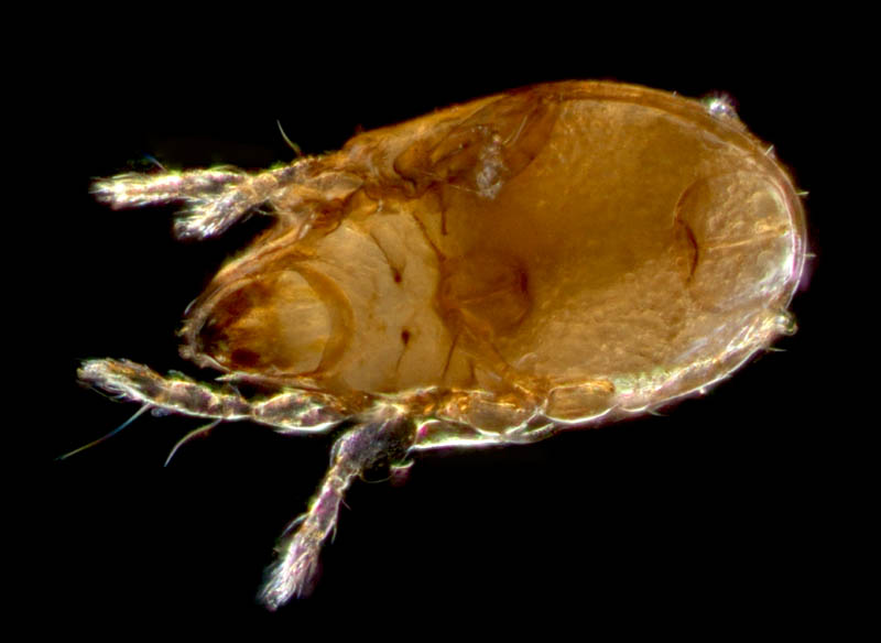 タイラナガコソデダニ（Protoribates taira）