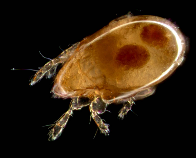 タイラナガコソデダニ（Protoribates taira）