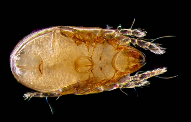 タイラナガコソデダニ（Protoribates taira）