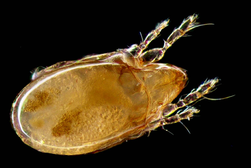 タイラナガコソデダニ（Protoribates taira）