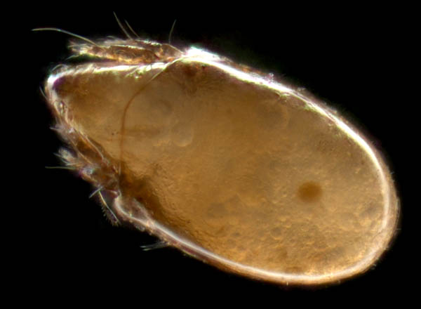 タイラナガコソデダニ（Protoribates taira）