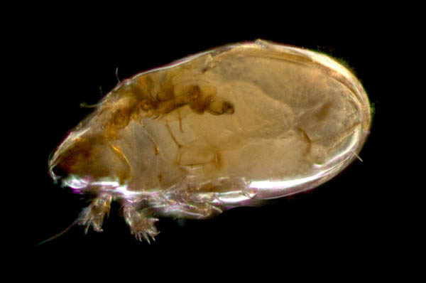 タイラナガコソデダニ（Protoribates taira）