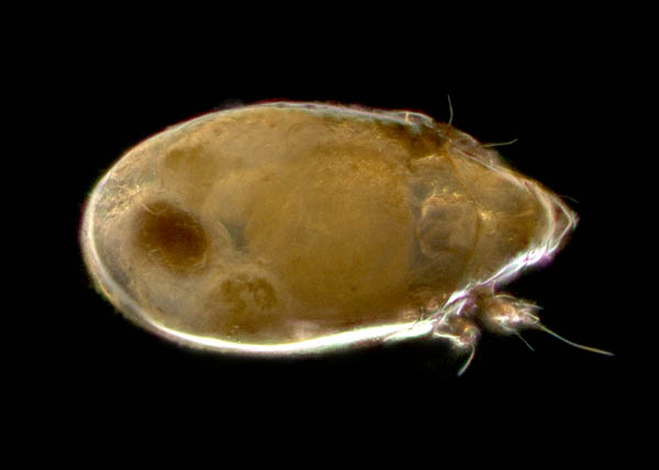 タイラナガコソデダニ（Protoribates taira）