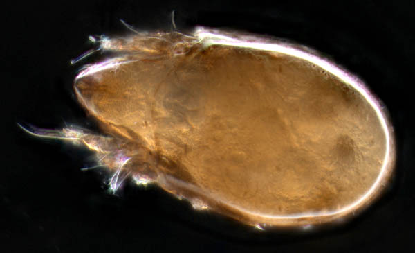 タイラナガコソデダニ（Protoribates taira）