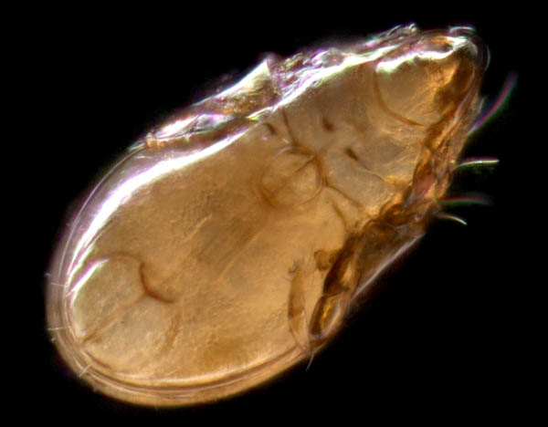 タイラナガコソデダニ（Protoribates taira）