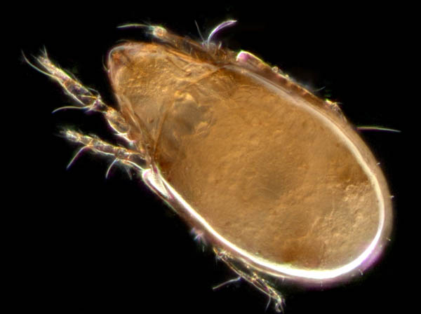 タイラナガコソデダニ（Protoribates taira）