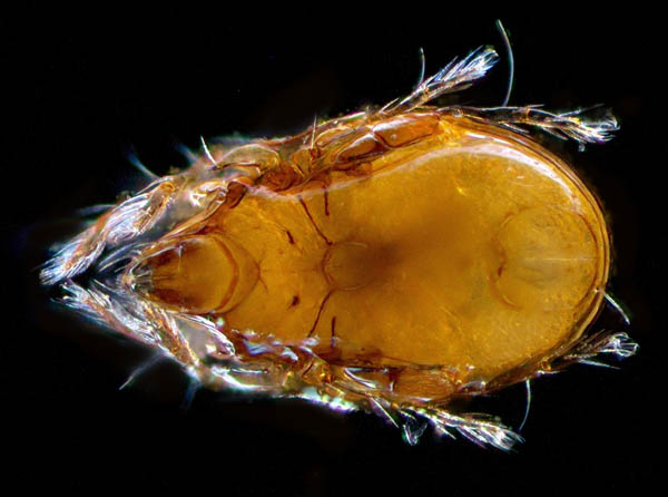 ナガコソデダニ属の1種 （Protoribates sp.)