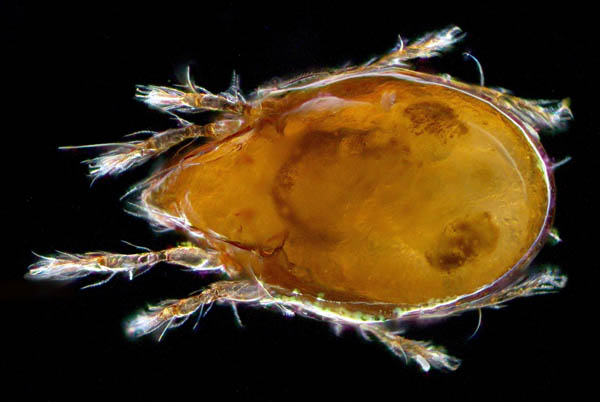 ナガコソデダニ属の1種 （Protoribates sp.)