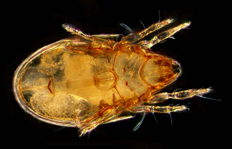 ナガコソデダニ属の1種 （Protoribates sp.)