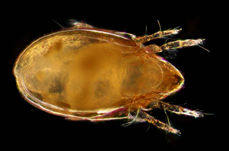 ナガコソデダニ属の1種 （Protoribates sp.)