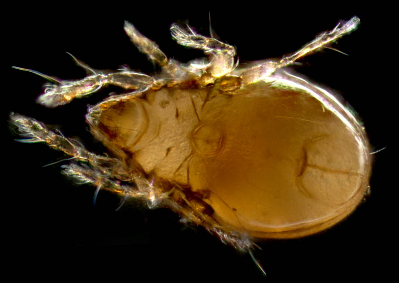 ナガコソデダニ属の1種 （Protoribates sp.)