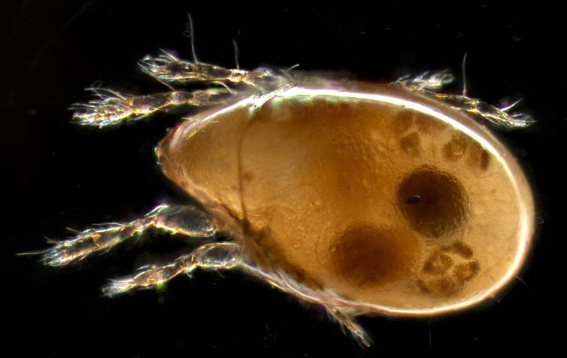 ナガコソデダニ属の1種 （Protoribates sp.)